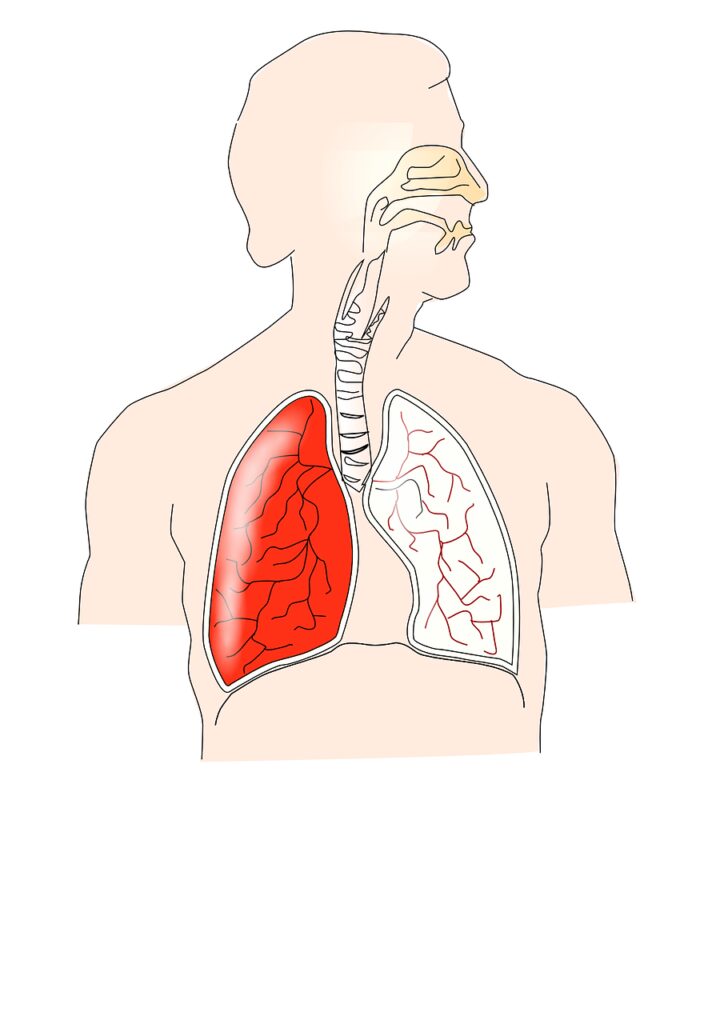 human, respiratory, lungs
